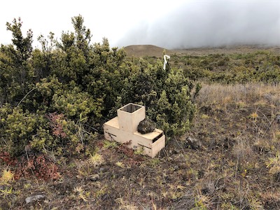 Cat trap Pu'u Mali.jpg