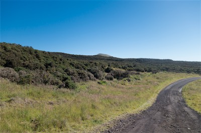 gorse 2015 keanakolu road.jpg