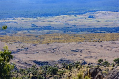 gorse 2016.jpg