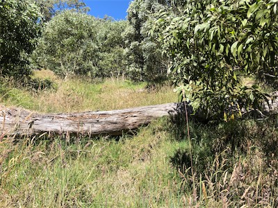 Keanakolu Rd 01.jpg