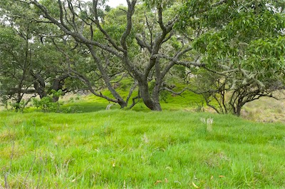 Keanakolu road koa and grass.jpg