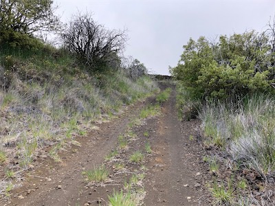 R-1 in mamane forest.jpg