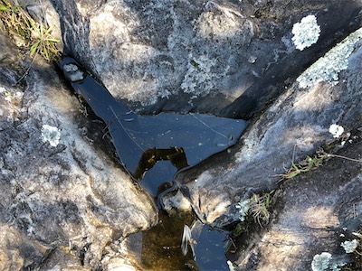 red algae pool not red.jpg