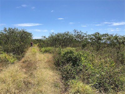 Road to Max archaeology 1960.jpg