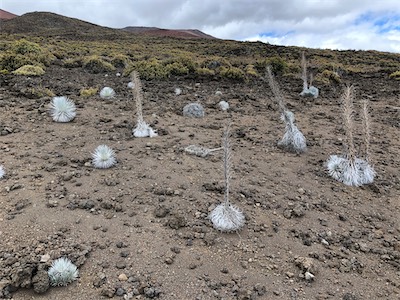 silverswords on lava.jpg